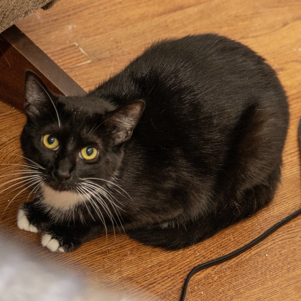 Heidi, an adoptable Domestic Short Hair in Wichita, KS, 67208 | Photo Image 3