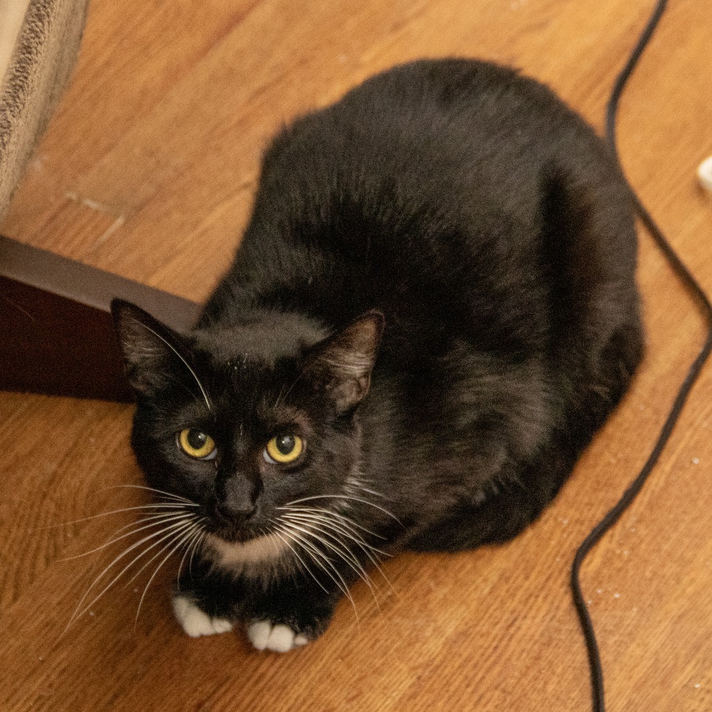 Heidi, an adoptable Domestic Short Hair in Wichita, KS, 67208 | Photo Image 4