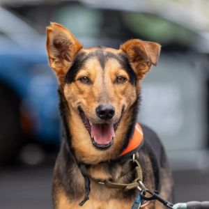 Lucas, Adult Male Shepherd