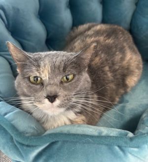 Malta, Young Female Domestic Short Hair
