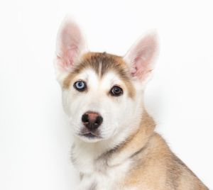 Hi Im Buckley-a 3-month-old male Husky mix with a fluffy coat sky-bright eyes and a goofy little