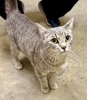 Primary Color Grey Tabby Weight 93125lbs Animal has been Spayed