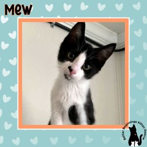 Mew, Baby Male unknown