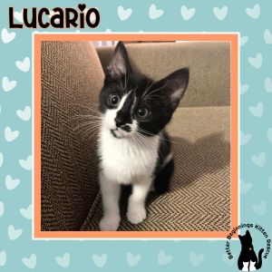 Lucario, Baby Male unknown