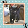 Louis photo 1