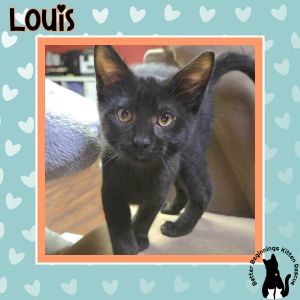 Louis, Baby Male unknown