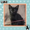 Luka photo 1