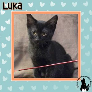 Luka, Baby Male unknown