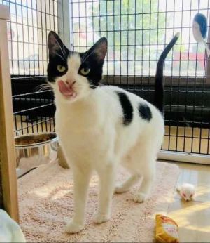 Bianca, Adult Female Domestic Short Hair
