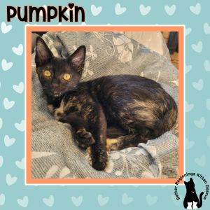 Pumpkin, Baby Female unknown