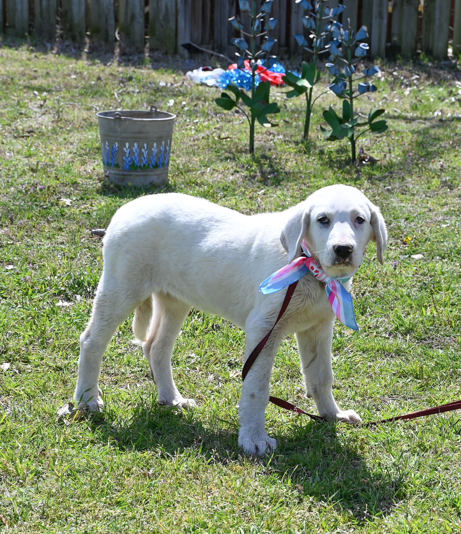 Eden, an adoptable Akbash, Great Pyrenees in Whitewright, TX, 75491 | Photo Image 1