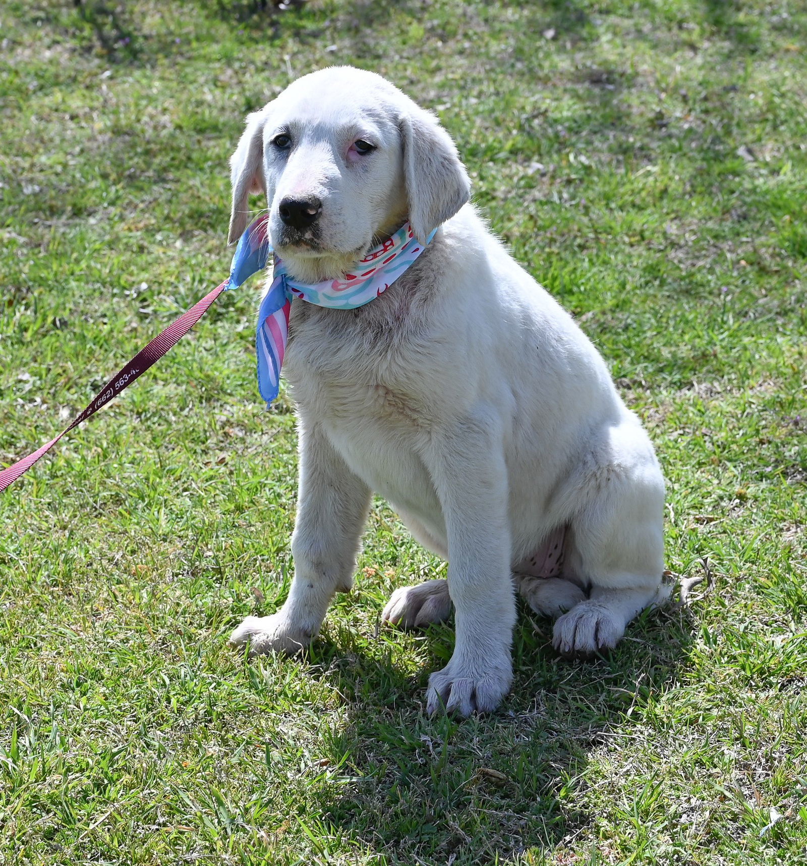 Eden, an adoptable Akbash, Great Pyrenees in Whitewright, TX, 75491 | Photo Image 2