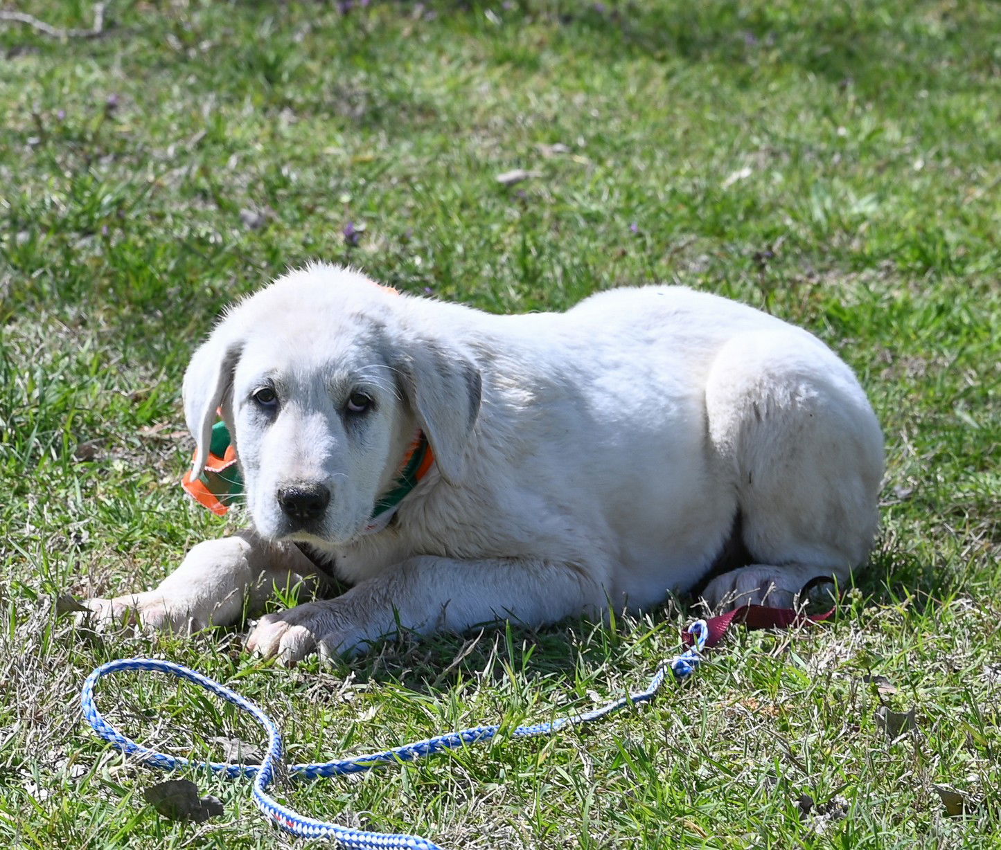 Dolan, an adoptable Akbash, Great Pyrenees in Whitewright, TX, 75491 | Photo Image 1