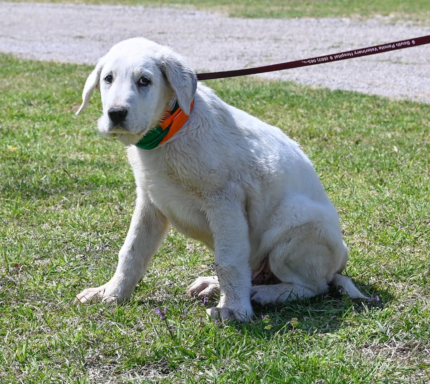 Dolan, an adoptable Akbash, Great Pyrenees in Whitewright, TX, 75491 | Photo Image 2