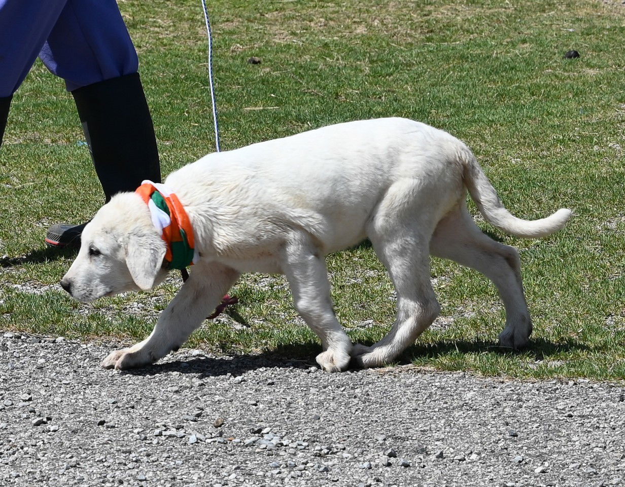 Dolan, an adoptable Akbash, Great Pyrenees in Whitewright, TX, 75491 | Photo Image 3