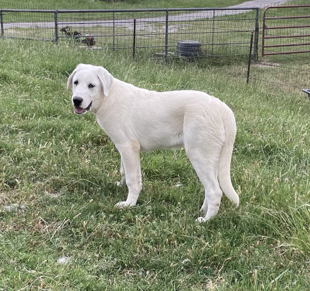 Turner, an adoptable Akbash, Great Pyrenees in Whitewright, TX, 75491 | Photo Image 1