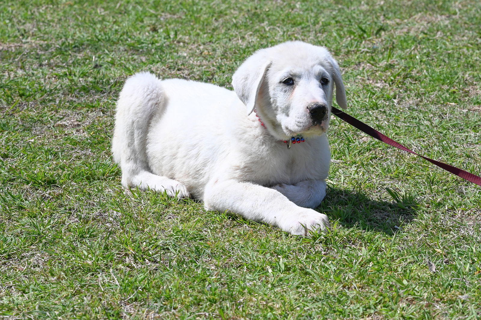 Turner, an adoptable Akbash, Great Pyrenees in Whitewright, TX, 75491 | Photo Image 2