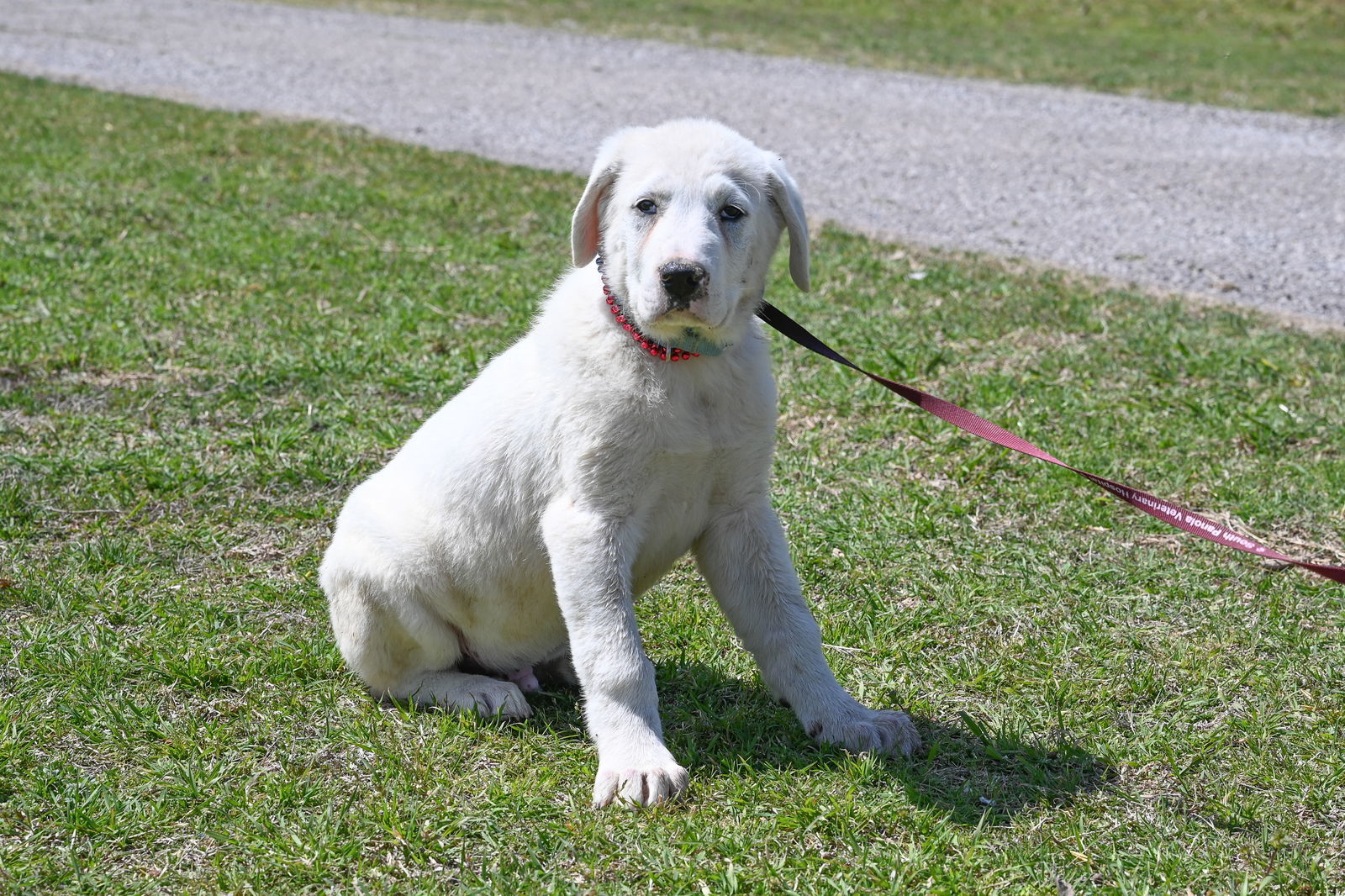 Turner, an adoptable Akbash, Great Pyrenees in Whitewright, TX, 75491 | Photo Image 3