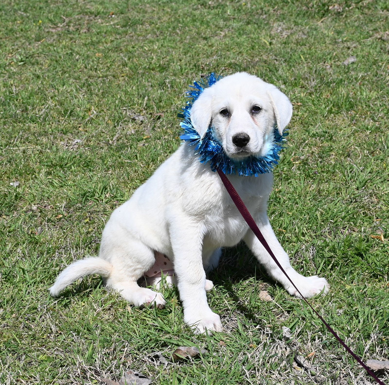 Emma, an adoptable Akbash, Great Pyrenees in Whitewright, TX, 75491 | Photo Image 1