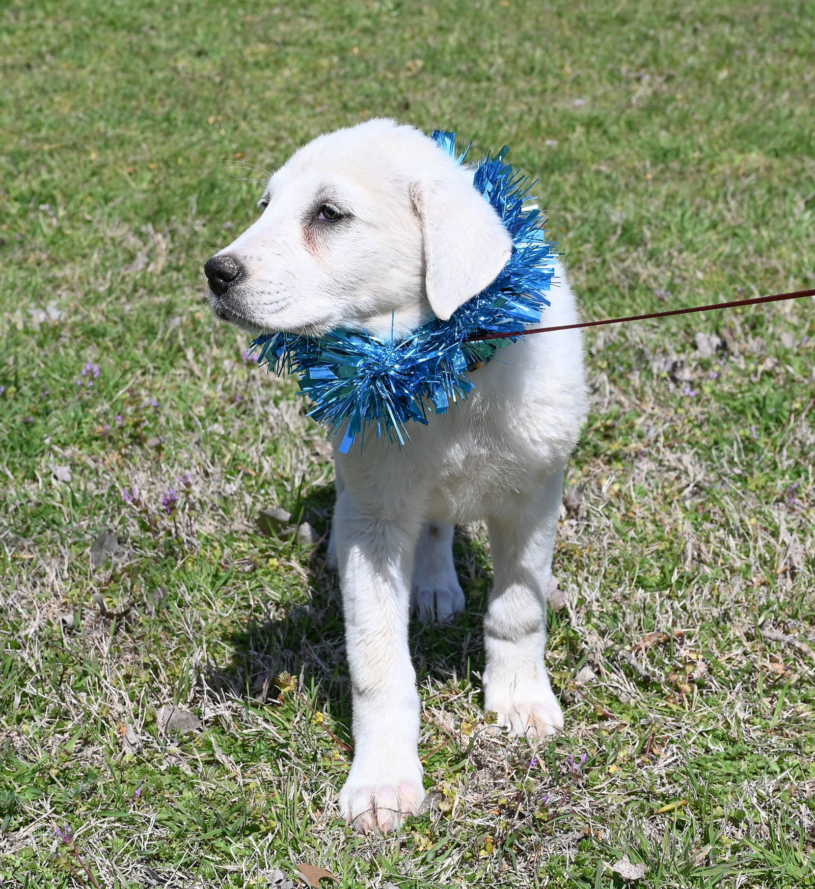 Emma, an adoptable Akbash, Great Pyrenees in Whitewright, TX, 75491 | Photo Image 2