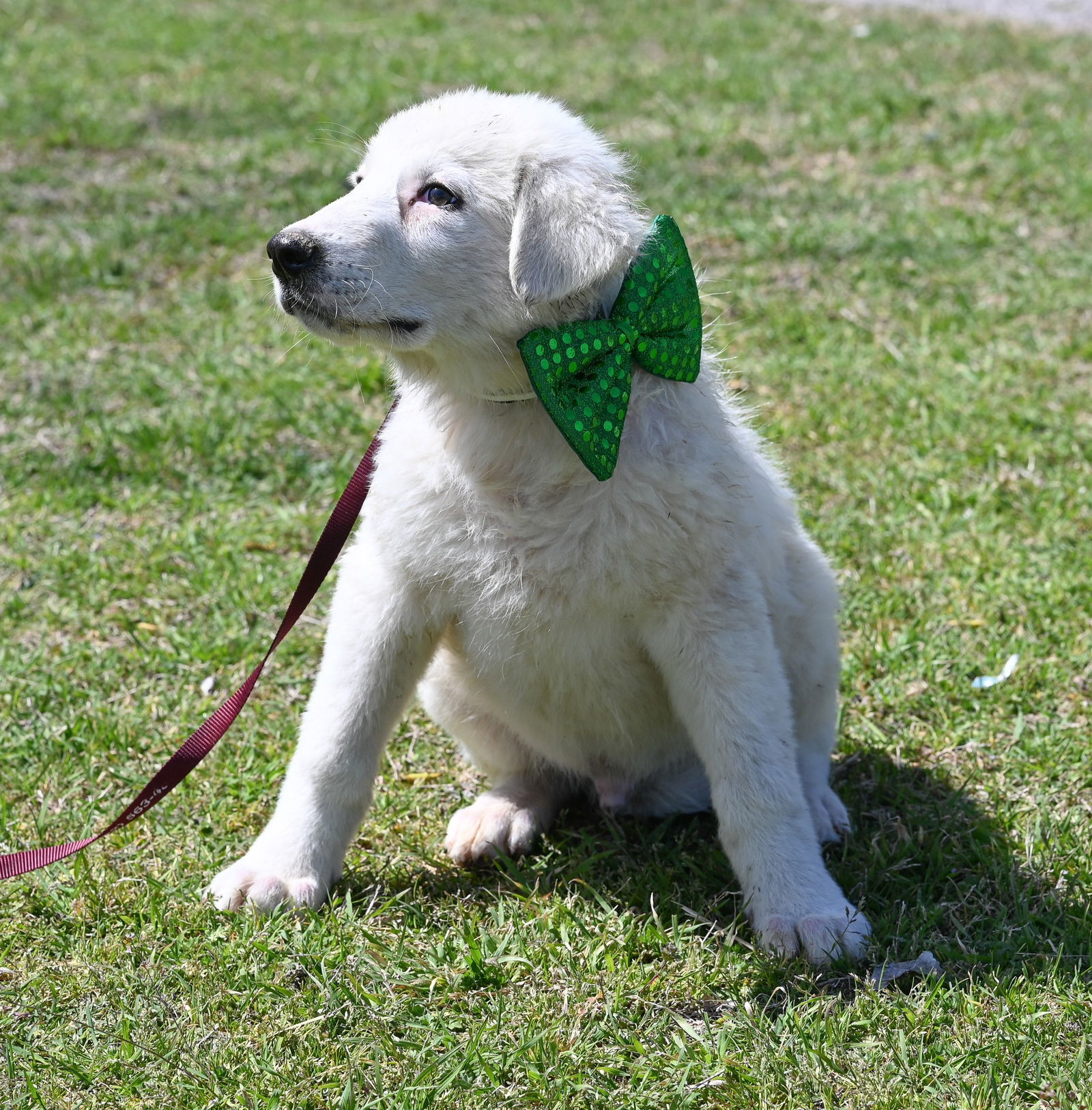 Corbin, an adoptable Great Pyrenees, Akbash in Whitewright, TX, 75491 | Photo Image 1