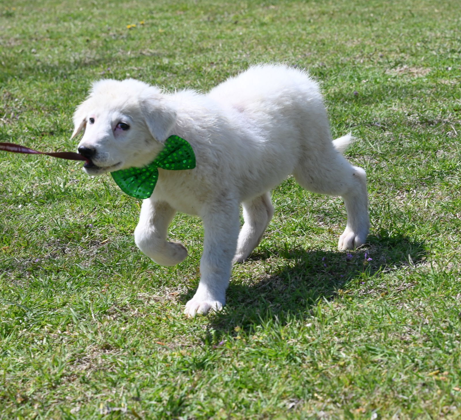 Corbin, an adoptable Great Pyrenees, Akbash in Whitewright, TX, 75491 | Photo Image 2