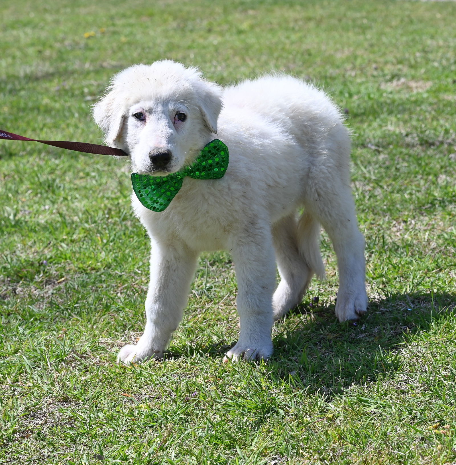 Corbin, an adoptable Great Pyrenees, Akbash in Whitewright, TX, 75491 | Photo Image 3