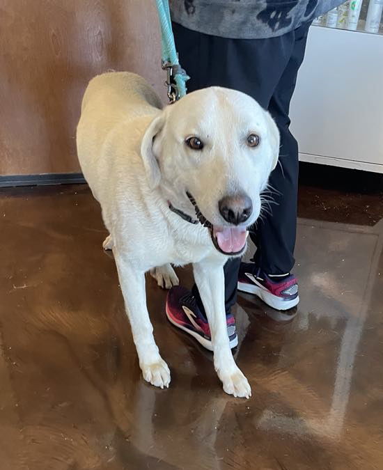 June Carter Cash, an adoptable Akbash in Whitewright, TX, 75491 | Photo Image 1