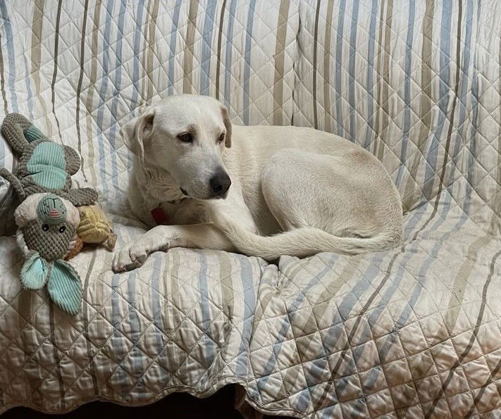 June Carter Cash, an adoptable Akbash in Whitewright, TX, 75491 | Photo Image 2