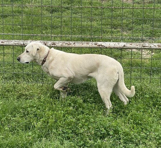 June Carter Cash, an adoptable Akbash in Whitewright, TX, 75491 | Photo Image 3