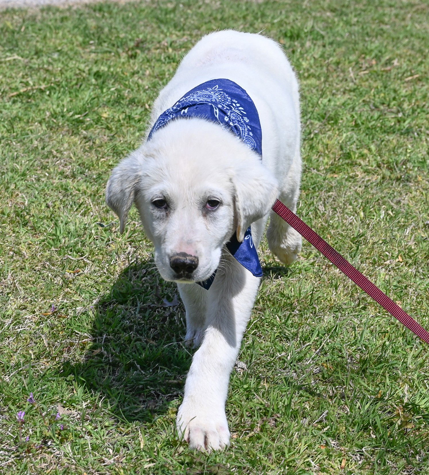 McKinney, an adoptable Akbash, Great Pyrenees in Whitewright, TX, 75491 | Photo Image 1
