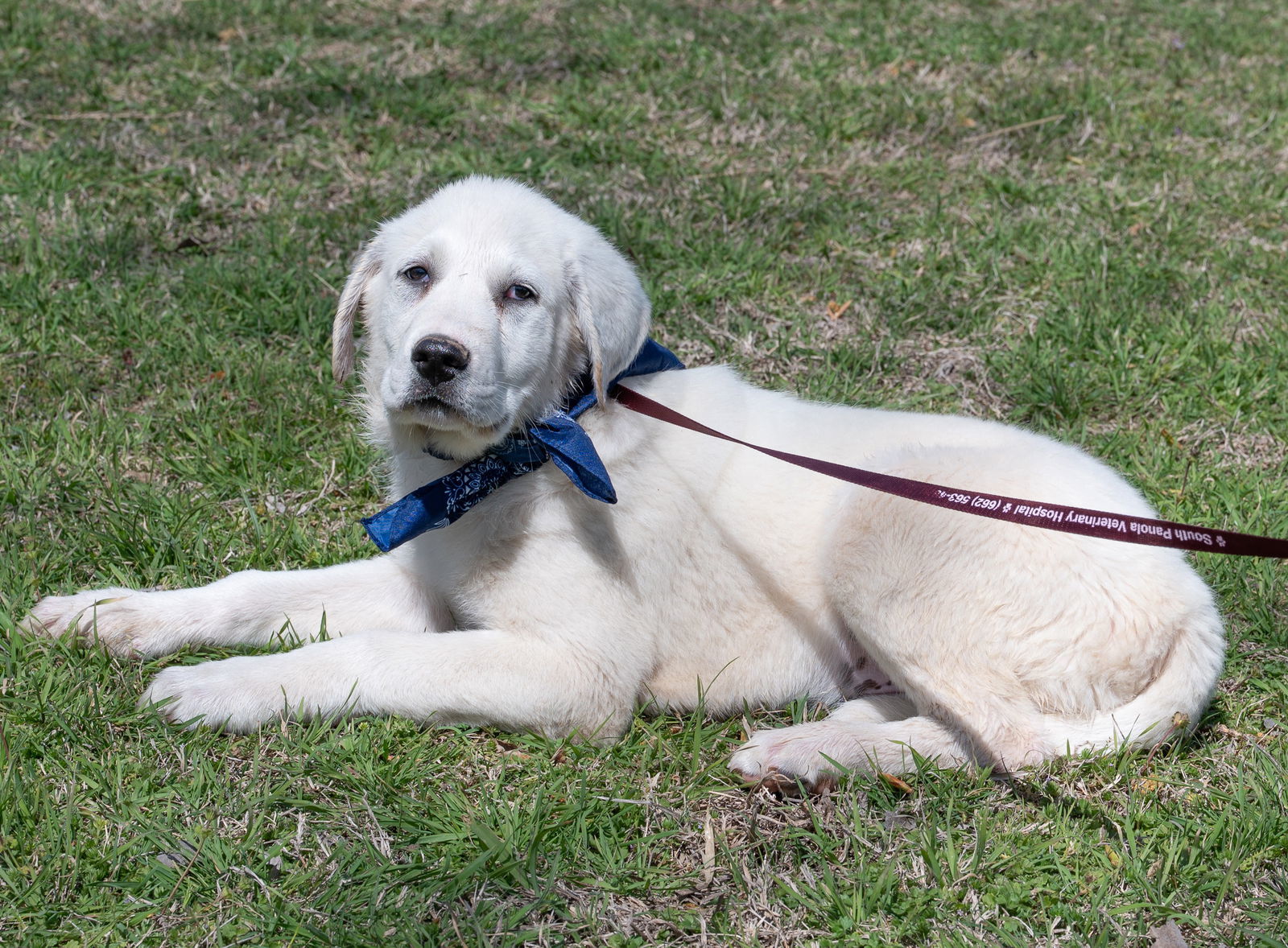 McKinney, an adoptable Akbash, Great Pyrenees in Whitewright, TX, 75491 | Photo Image 2