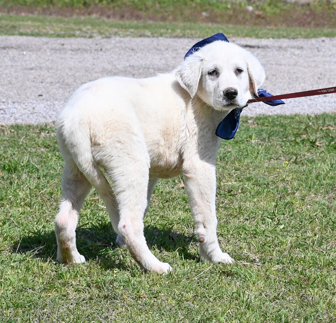 McKinney, an adoptable Akbash, Great Pyrenees in Whitewright, TX, 75491 | Photo Image 3