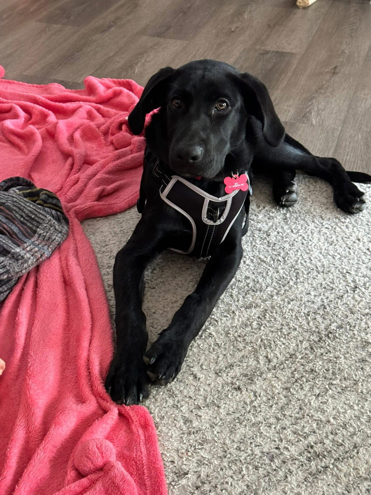 Max