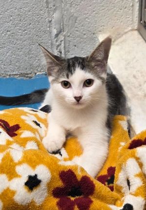 Walter, Baby Male Domestic Short Hair