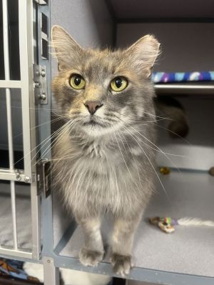 Lennox, Adult Male Domestic Long Hair