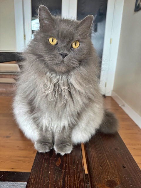 GIZMO and TITI - Offered by Owner- Fluffy seniors, an adoptable Himalayan, Domestic Long Hair in Hillsboro, OR, 97123 | Photo Image 1