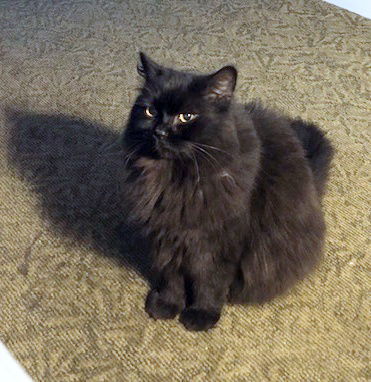GIZMO and TITI - Offered by Owner- Fluffy seniors, an adoptable Himalayan, Domestic Long Hair in Hillsboro, OR, 97123 | Photo Image 2