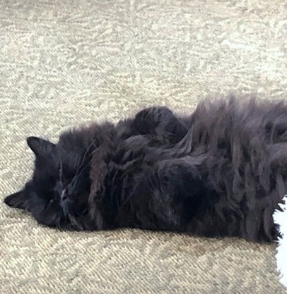 GIZMO and TITI - Offered by Owner- Fluffy seniors, an adoptable Himalayan, Domestic Long Hair in Hillsboro, OR, 97123 | Photo Image 3