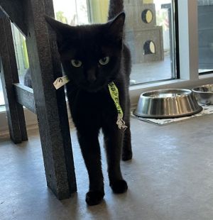 LOVEY, Adult Female Domestic Short Hair
