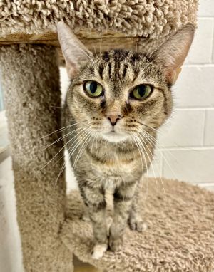 SOPHIA, Adult Female Tabby