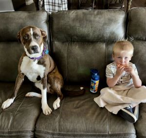 Clarice, Young Female American Staffordshire Terrier