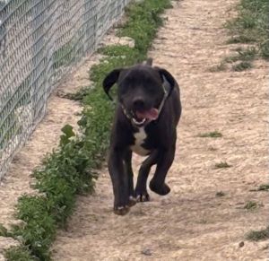 Meet Diego Your Playful Companion Say hello to Diego a spirited 2-year-old PitLab mix eager to b