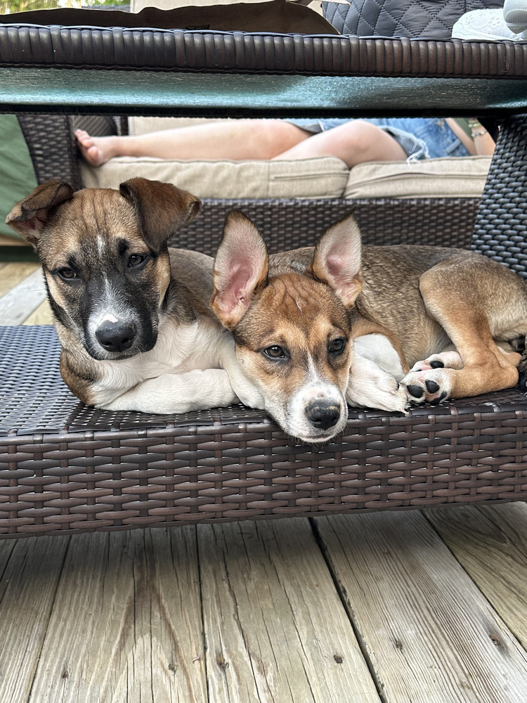 Embrace (E Siblings)