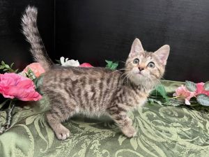 RescueCats IncDate of birth 21525 Photos taken on 51925 Sweet kitty She is spayed treated