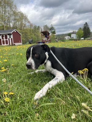 Oreo (Ruger), Young Male Labrador Retriever