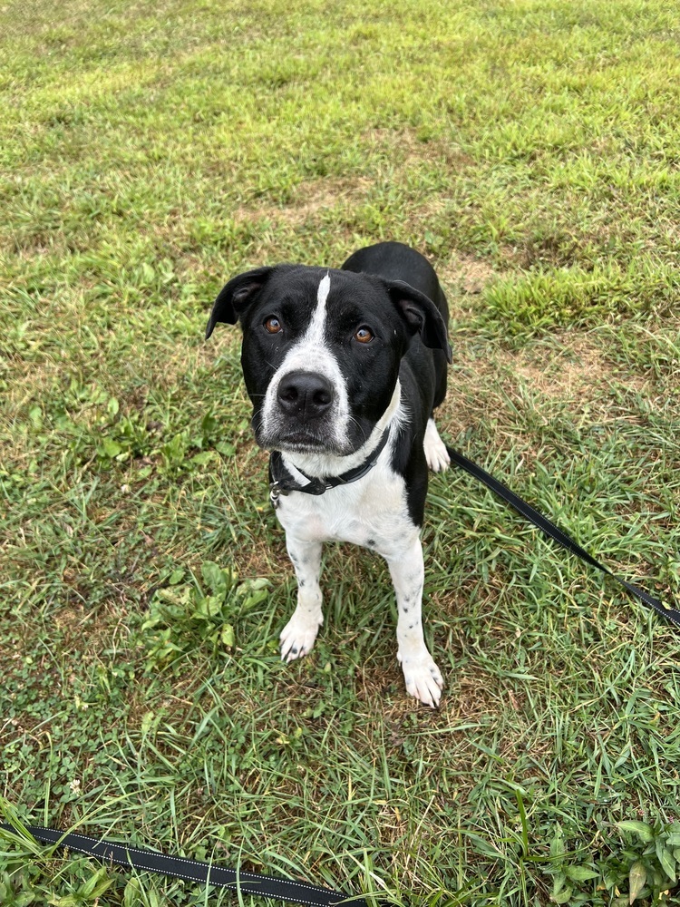 Oreo (Ruger)