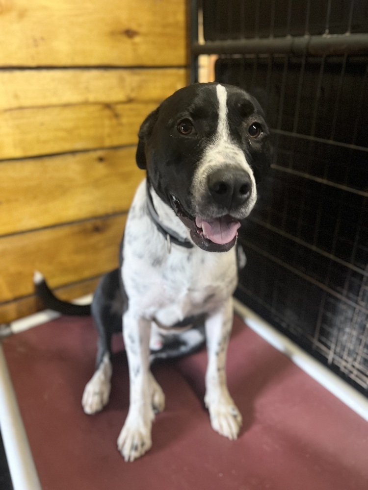 Oreo (Ruger)