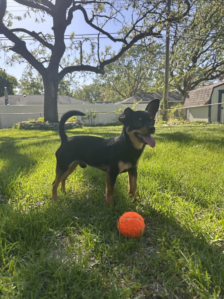 Chip