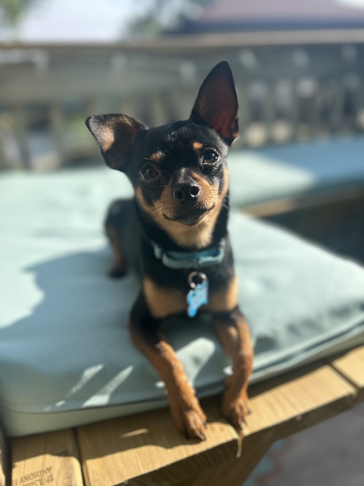 Chip